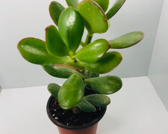 1 Jade Plant  4”-8” Rooted Green Lucky Plant Succulent Evergreen Bonsai Crassula