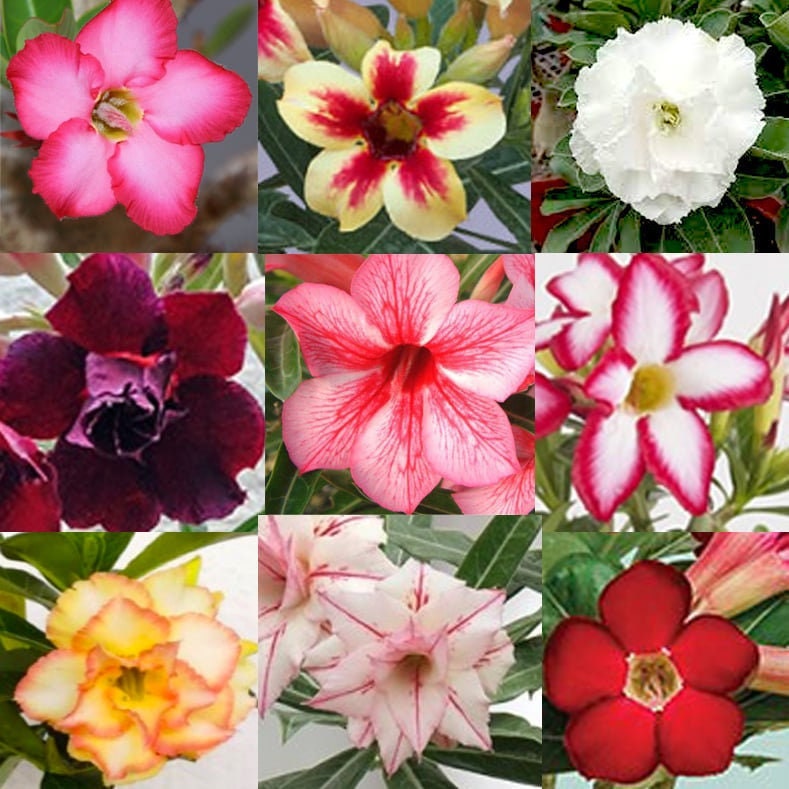 20 Desert Rose Adenium Obesum Seeds. Mixed assorted random unknown colors.