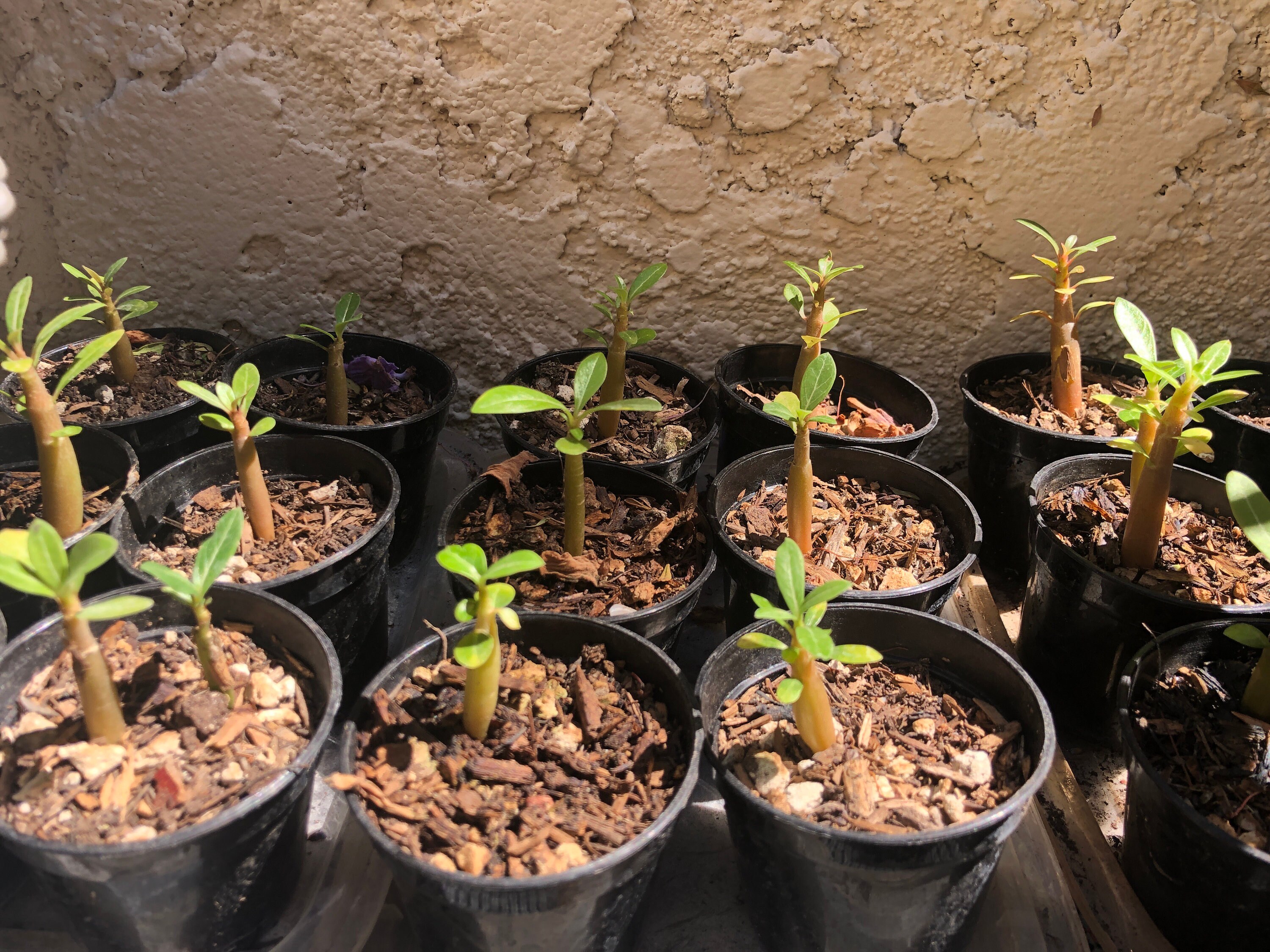 Desert Rose Adenium obesum 20 Seeds – R&B Floridaseeds
