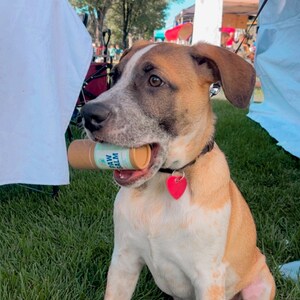 paw balm-dog paw balm-dog nose balm