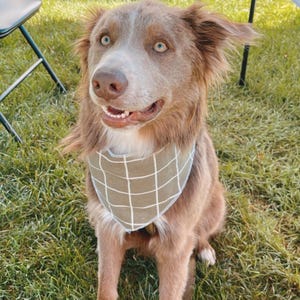 personalized dog bandana-sage green dog bandana-summer dog bandana-cute dog bandana-custom dog bandana-plaid dog bandana