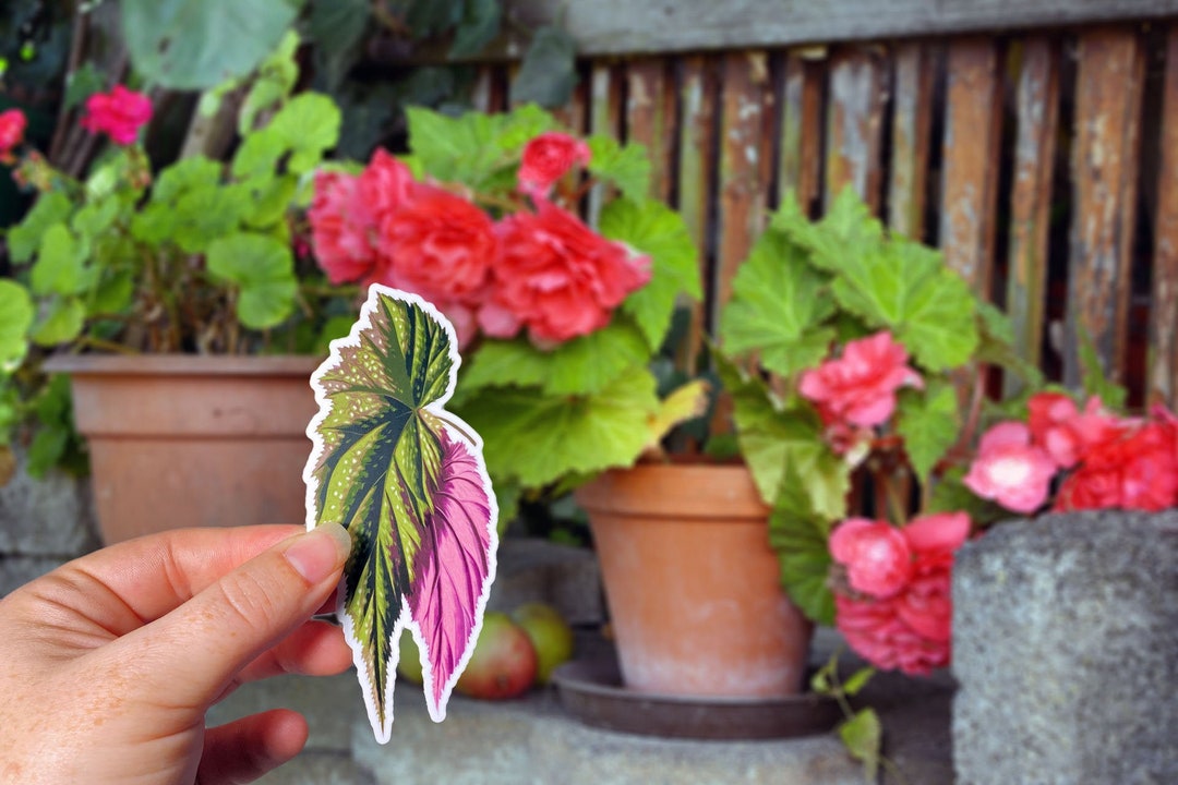 Angel Wing Begonia Leaf Vinyl Sticker, Pink Houseplant Sticker - Etsy