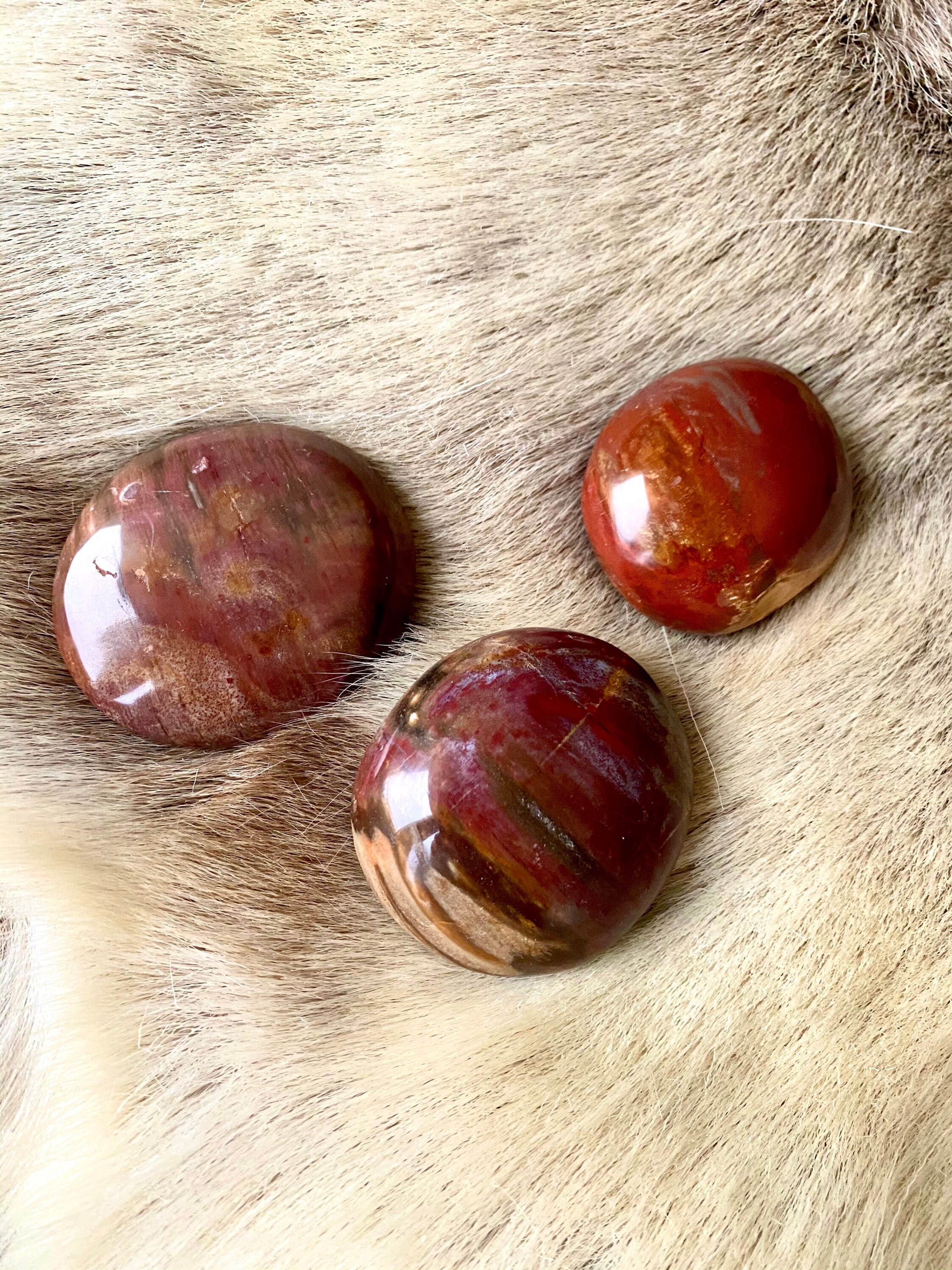 Galet en Bois Fossilisé/Fosilized Wood Pebble