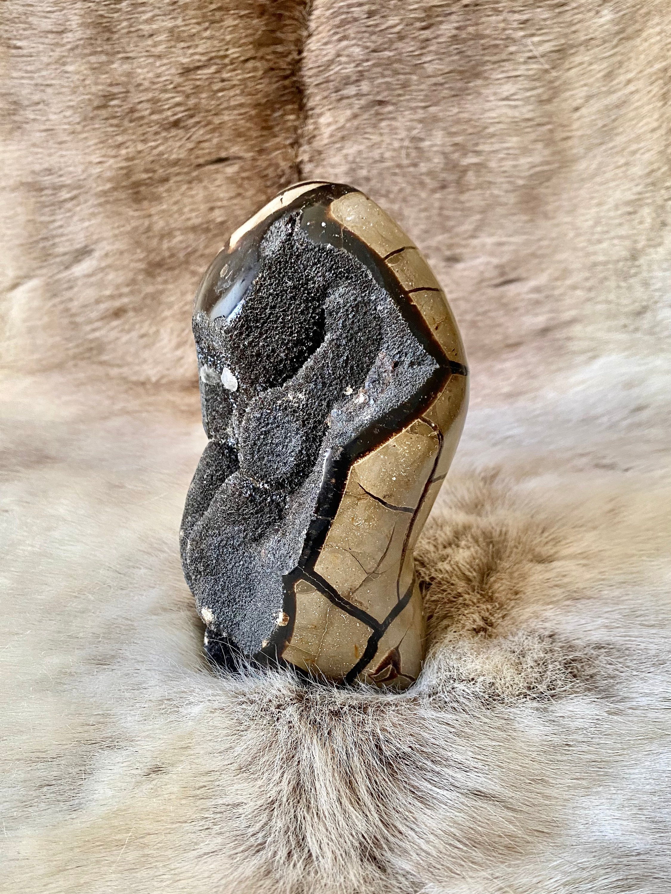 Septaria Sauvage - Forme Libre