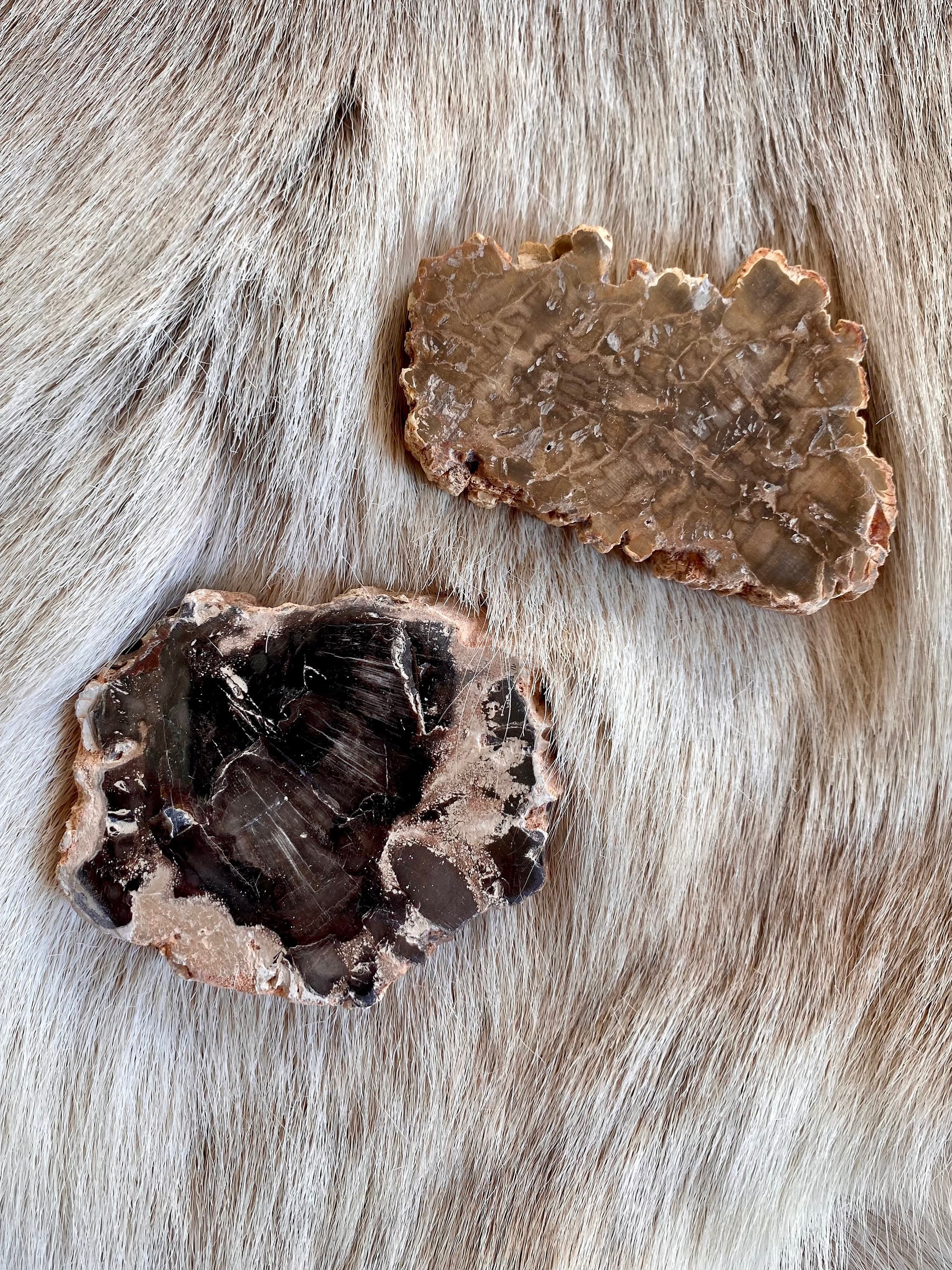 Bois Fossile/Bois Pétrifié - Plaque