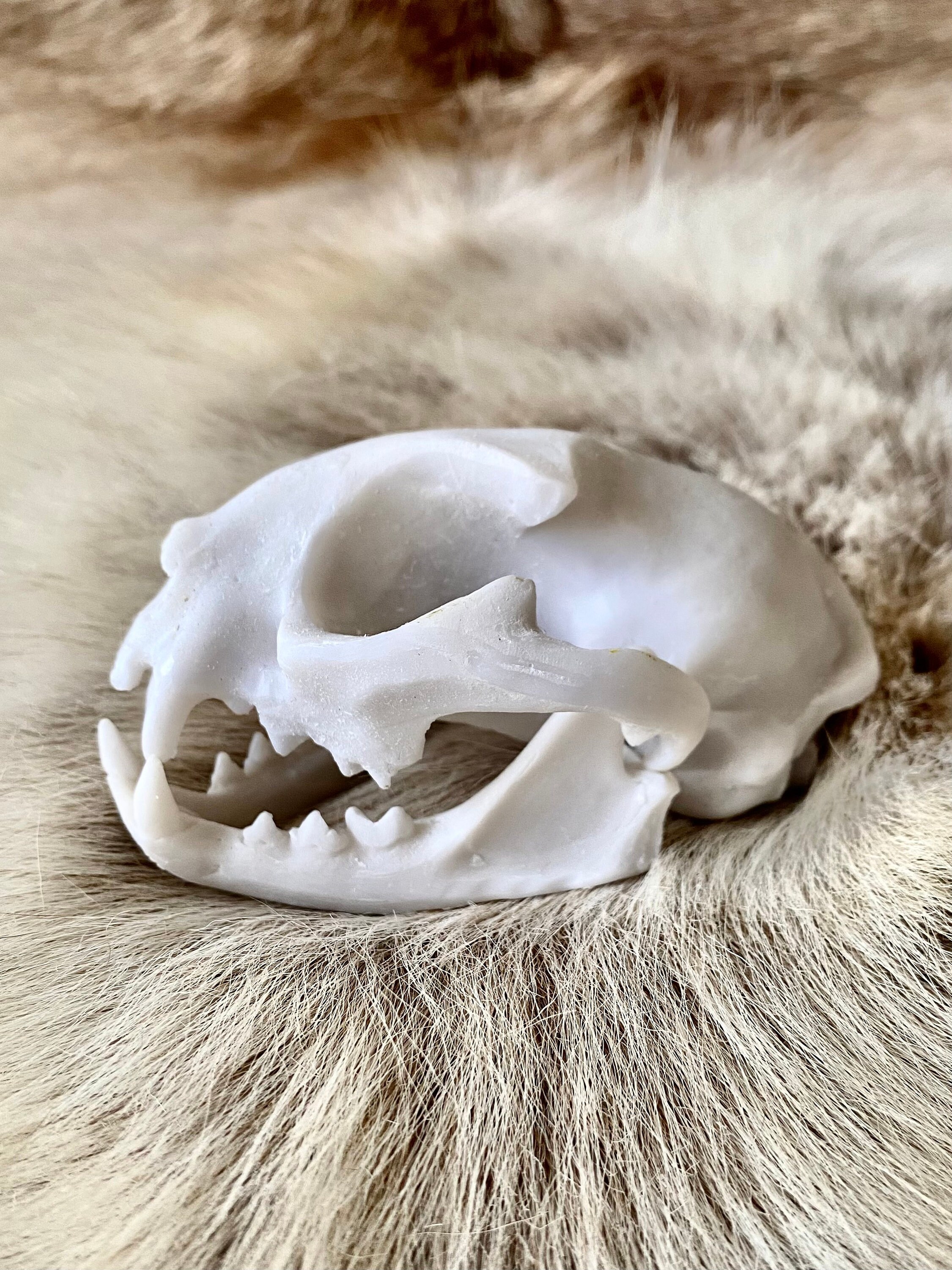 Crâne en Résine - Crâne de Chat