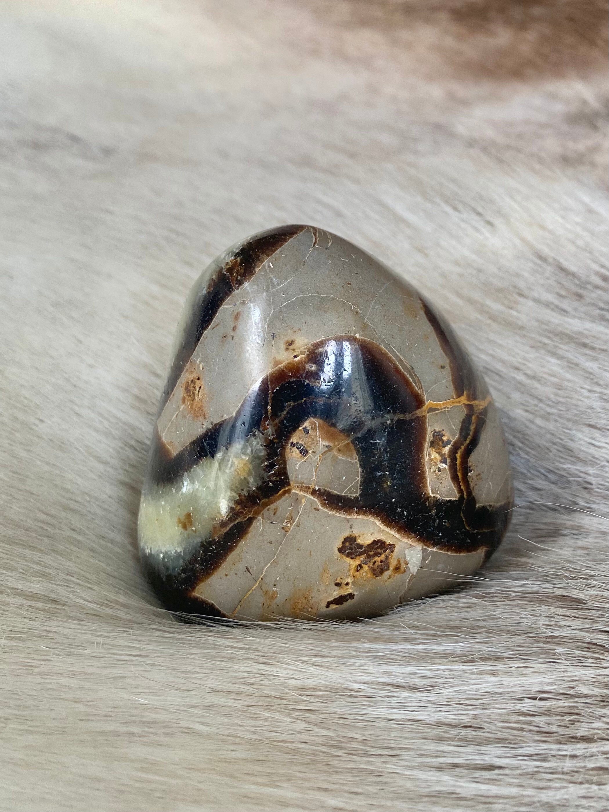 Septaria Forme Libre/Free Form Septarian