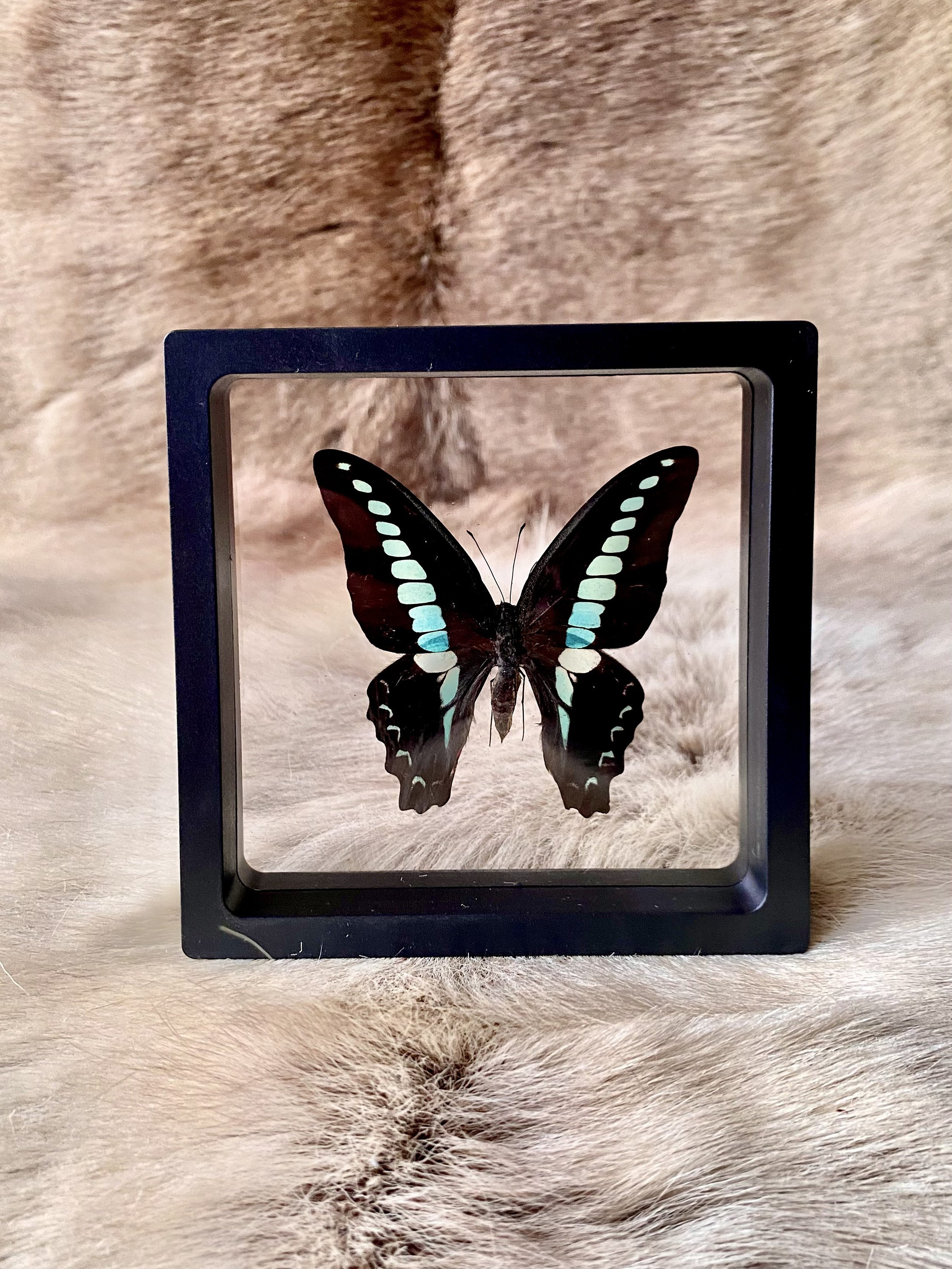 Papillon - Cadre d'entomologie Graphium Sarpedon