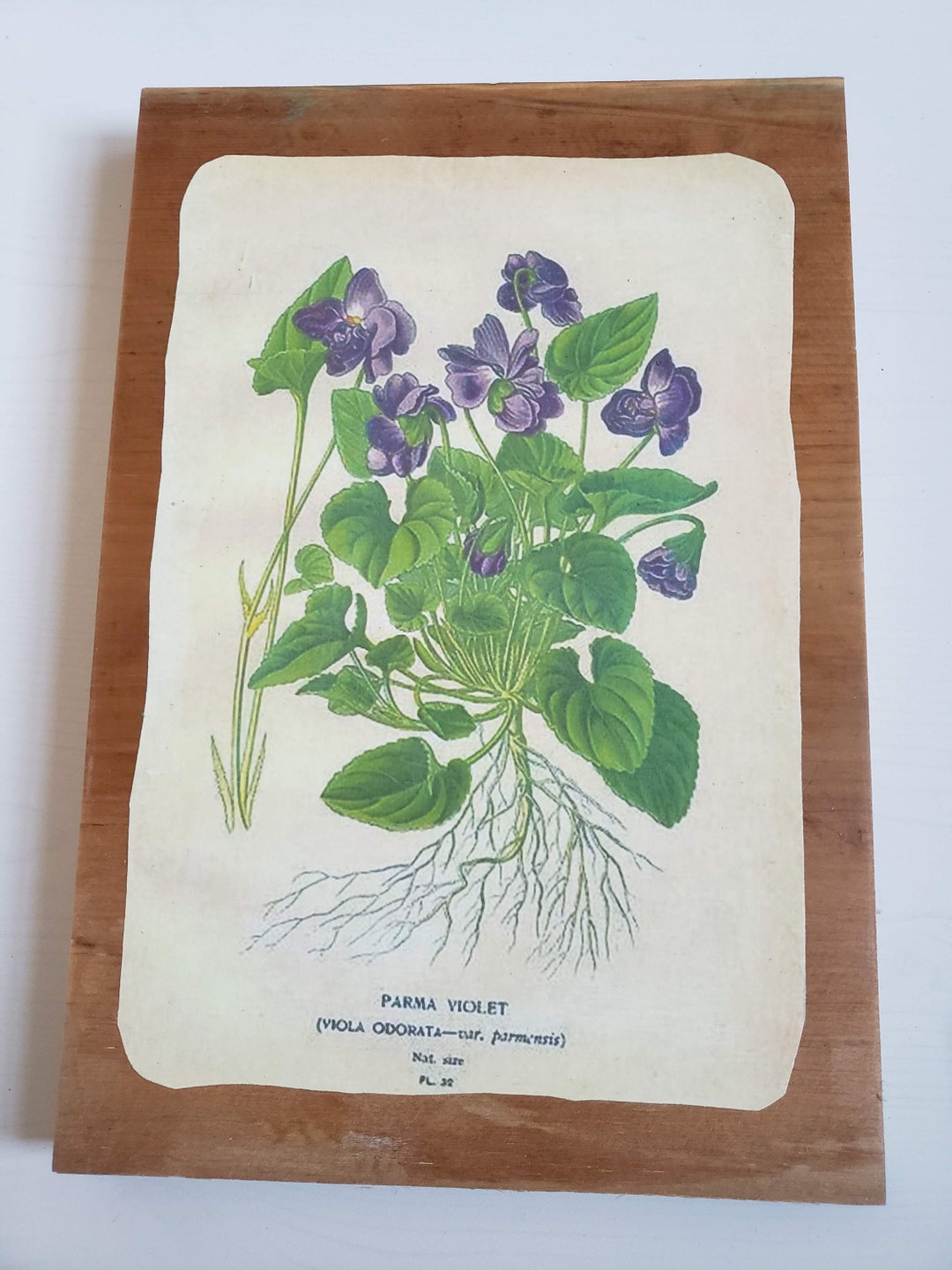 Violet Language of Flowers Birth Flower Decoupaged Vintage Wall Hanging
