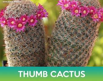 cactus avatar Momo's Cactus Juice