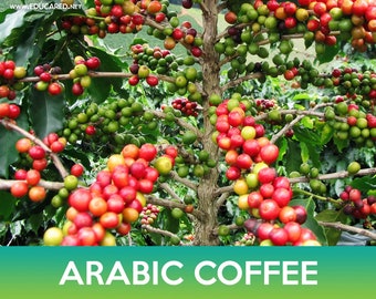 Arabic Coffee Tree Seeds