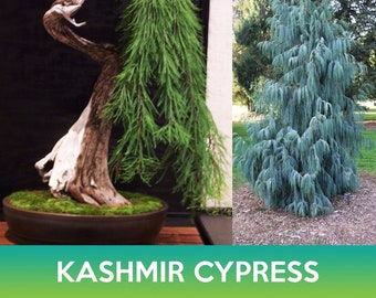 Kashmir Cypress Tree Seeds, Weeping Cypress, Cupressus cashmeriana