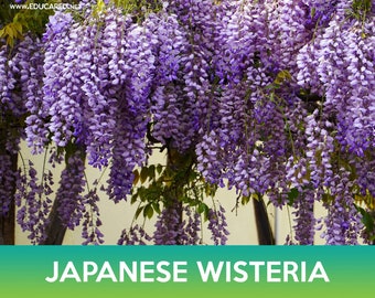 zimmerpflanzen pflege palmen Dypsis lutescens – PflanzenFuerAlle main image 0