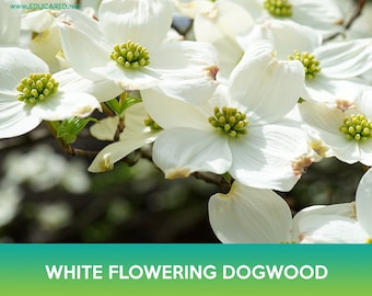White Flowering Dogwood Tree Seeds