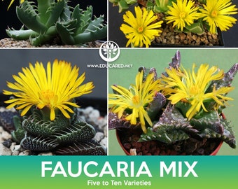 Faucaria Succulent Mix Seeds