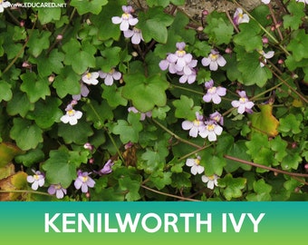 Kenilworth Ivy Seeds, Cymbalaria Muralis