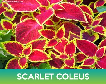 Scarlet Coleus Seeds