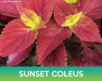 Sunset Coleus Seeds