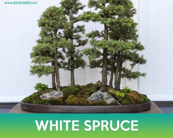 White Spruce Tree Seeds, Black Hills Spruce, Picea glauca