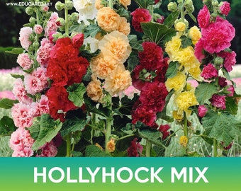 Hollyhock Flower Mix Seeds, Alcea rosea chater's double