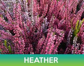 Heather Flower Seeds, Calluna Vulgaris