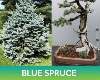 Blue Spruce Tree Seeds, Colorado Blue Spruce, Picea pungens