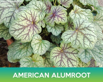 American Alumroot Seeds, Coral Bells, Heuchera Americana Dale's Strain