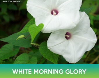 White Morning Glory Seeds