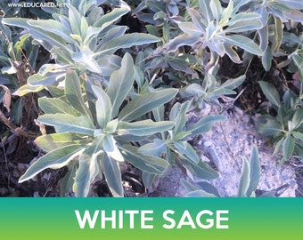 White Sage Seeds, Sacred Sage