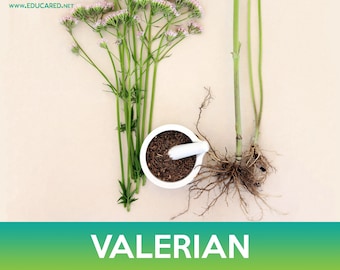 Valerian Seeds, Valeriana officinalis