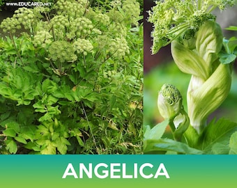 Angelica Seeds
