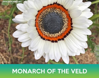 Monarch of the Veld Seeds, Venidium, Venidium fastuosum
