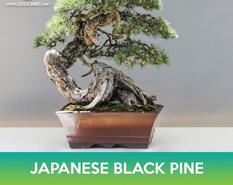 Japanese Black Pine Tree Seeds