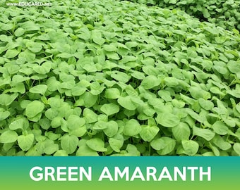 Green Amaranth Seeds, Chinese Spinach