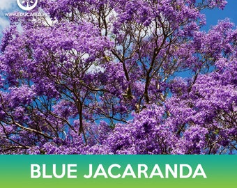 Blue jacaranda Tree Seeds, Jacaranda mimosifolia
