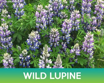 May include: A field of purple and white wild lupine flowers in bloom. The flowers are growing in a field of green grass. The text "WILD LUPINE" is at the bottom of the image.