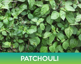 Patchouli Seeds (~10 Seeds)