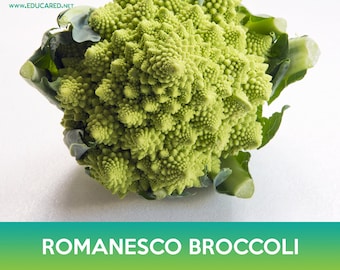 Romanesco Broccoli Seeds, Roman Cauliflower