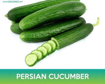 Persian Cucumber Seed, Beit Alpha Cucumber