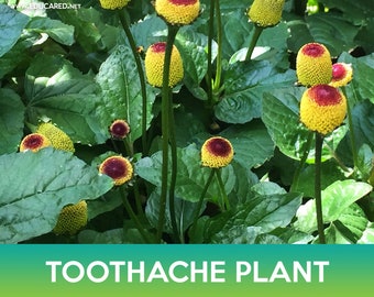 Toothache Plant Seeds, Eyeball Plant, Acmella oleracea