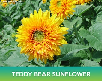 Teddy Bear Sunflower Seeds, Dwarf Sungold Sunflower
