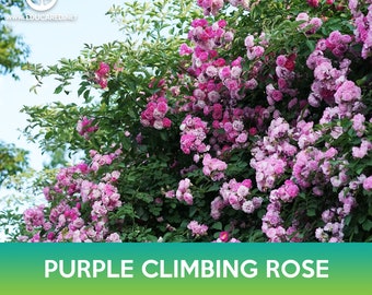 Purple Climbing Rose Seeds