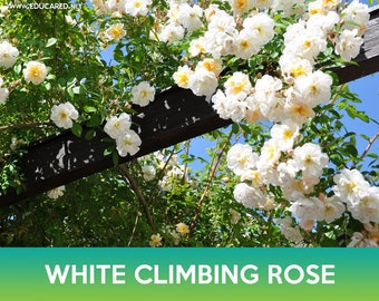 White Climbing Rose Seeds