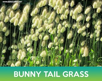 Bunny Tail Grass Seeds