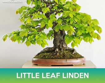 Little leaf Linden Tree Seeds