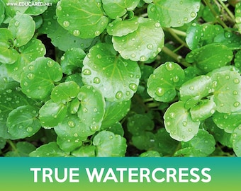 True Watercress Seeds
