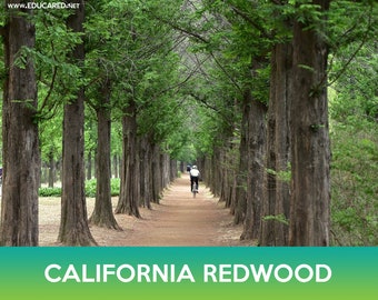 California Redwood Tree Seeds, Coastal Sequoia, Coast Redwood