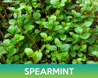 May include: A close-up image of a patch of vibrant green spearmint growing in a garden. The leaves are lush and healthy, with a fresh, minty aroma.