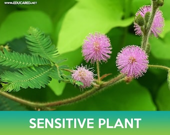 Sensitive Plant Seeds