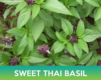 Sweet Thai Basil Seeds